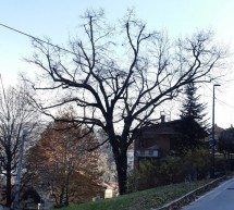 Il 28 e 29 dicembre possibili disagi alla circolazione a Cavoretto per l’abbattimento di una grossa quercia