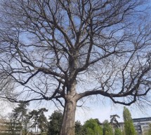 Controllo di stabilità degli alberi. Completate le verifiche in Piazza d’Armi e al Parco del Valentino