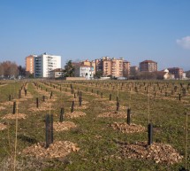 Nel Parco Piemonte 1000 nuovi alberi grazie a Fastweb