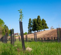 3000 nuovi alberi al Parco Piemonte grazie a Ikea