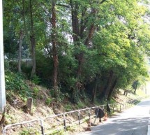 Taglio di sette alberi in strada Castello di Mirafiori