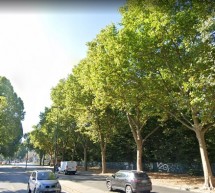 Abbattimento di alcuni alberi compromessi nei corsi Novara e Belgio