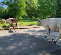 Vigili come cowboys, liberano la carreggiata da 14 mucche uscite dal recinto