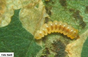 Larva cameraria