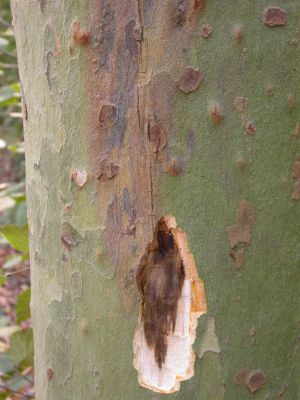 Gli effetti del cancro colorato del platano