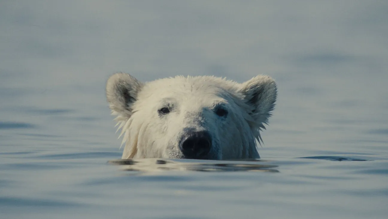 Un mondo da ripensare: da domani al 7 giugno torna CinemAmbiente