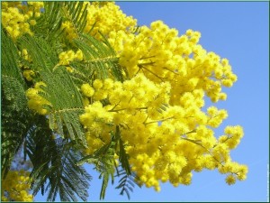 mimose